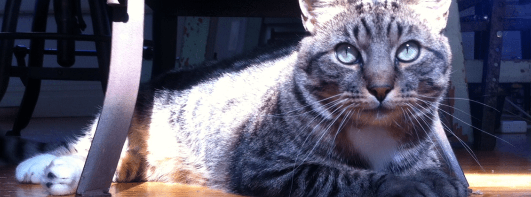 villa il bacio del lupo Italy Rent this villa in Perugia. Yoga retreats and teacher trainings.